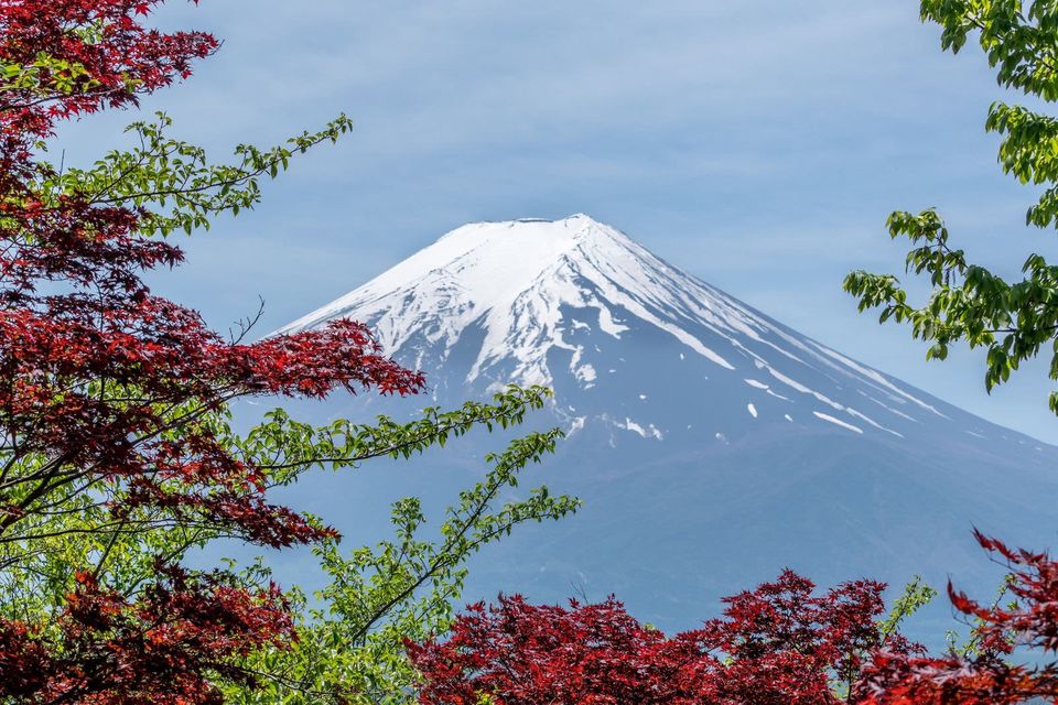 Gunung Fuji bersalju dibingkai daun maple merah dan hijau, dilihat seperti dari jendela pesawat